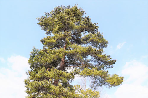 成長が早い木の種類