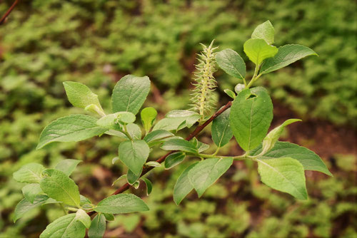 ばっこやなぎ,植物