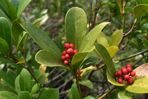 山に生える赤い実がなる樹木