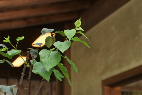Lilac tree,ライラック,リラの花