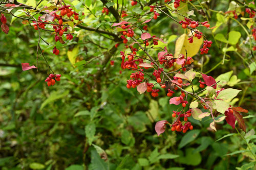 コマユミ,こまゆみ,植木,果実