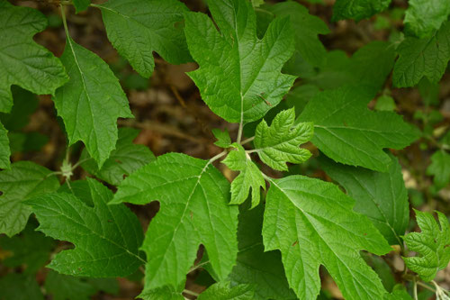 柏葉紫陽花,葉っぱ,特徴