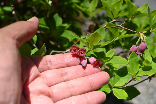 ウラジロヨウラク,うらじろようらく,植物