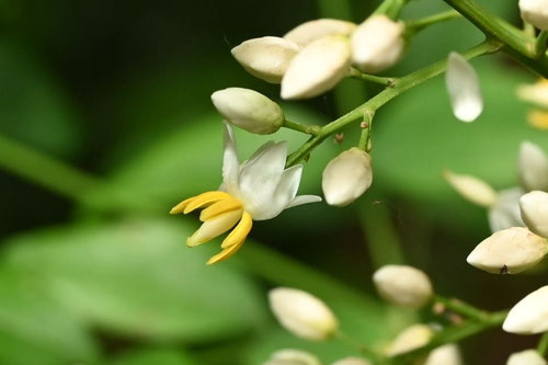 なんてん,南天の花,開花,ナンテンの木