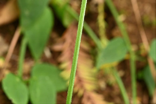 トゲがあるツル性の草,アカネ,あかね,茜