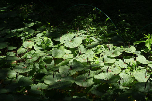 クマガイソウ（熊谷草） - 庭木図鑑 植木ペディア