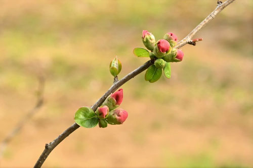 ボケの木の花,木瓜の木,開花時期,ぼけ