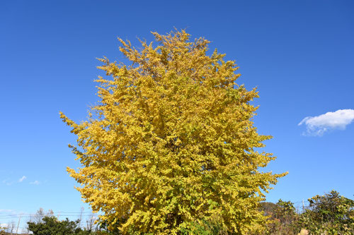 イチョウ