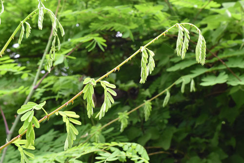 じゃけついばら,植物