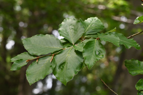 西洋ぶな,樹木