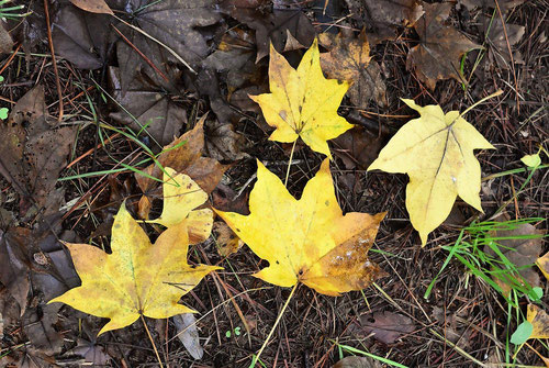 イタヤカエデ,いたやかえで,紅葉