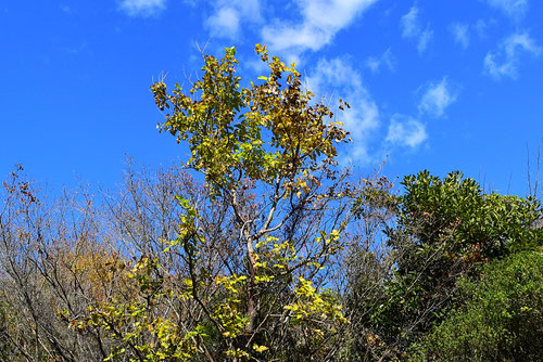 クワノキ,紅葉,やまぐわ