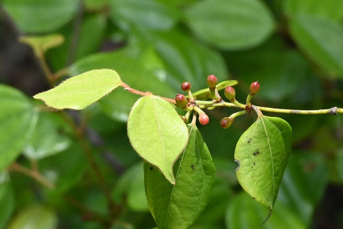 烏薬,植物,テンダイウヤク