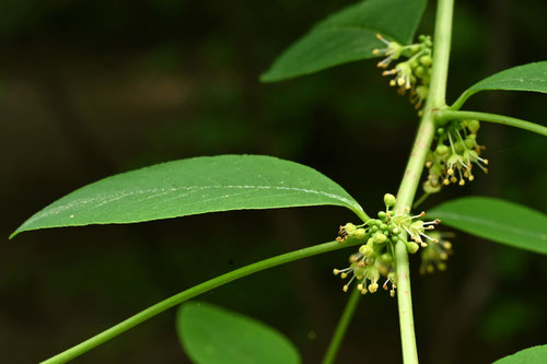 一つ葉ハギ,雌花,雄花,ひとつばはぎ