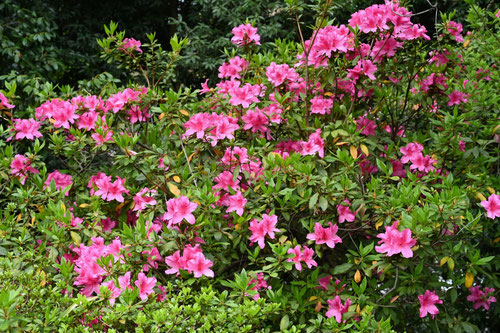 オオムラサキツツジの木,花,おおむらさき