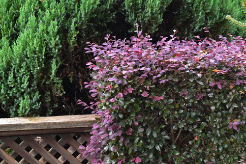 トキワマンサク