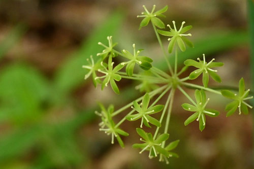しおで,野草,蔓