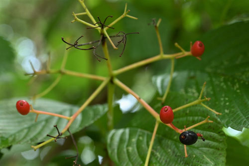 Siebold's viburnum,fruits
