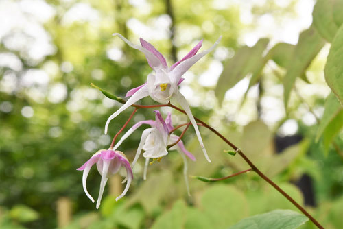イカリソウの花,効果,いかりそう