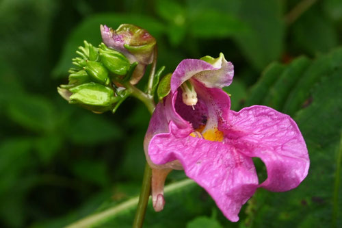 釣船草,花