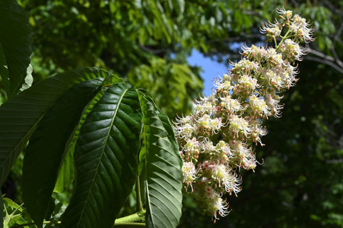 トチノキの花,画像,とちのき