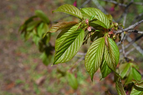 かんひざくら,寒緋桜の葉,カンヒザクラの木の葉