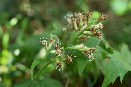 破れ傘,植物