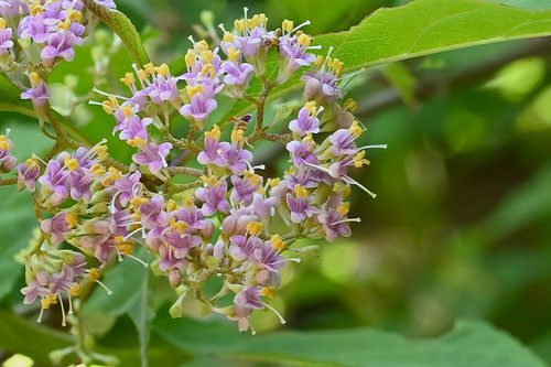 Flower of Japanese beautyberry