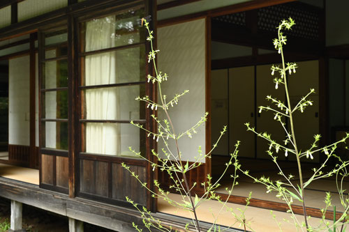 釣鐘人参,日光植物園