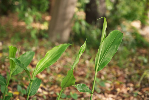 茗荷の葉