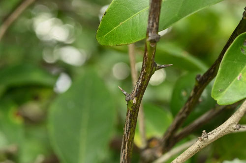 橘の木,タチバナ,たちばな