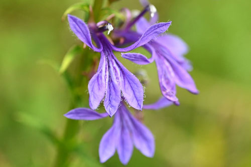 開花時期