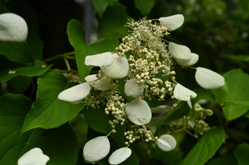 Climbing hydrangea