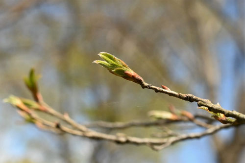 Chinese cork oak,あべまき