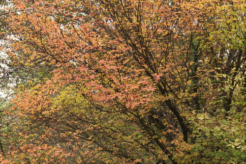 ヤシオツツジの紅葉,やしおつつじ