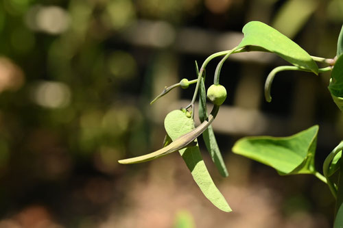 うまのすずくさ,植物,馬の鈴草