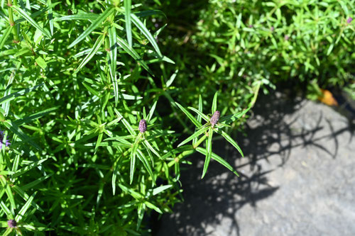 みずとらのお,植物