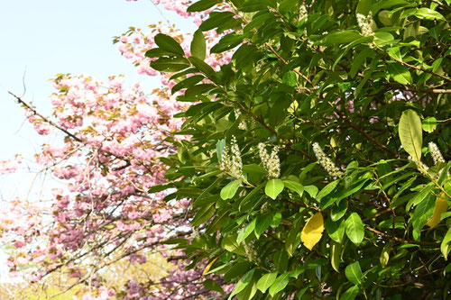 せいようばくちのき,セイヨウバクチノキ,花,時期