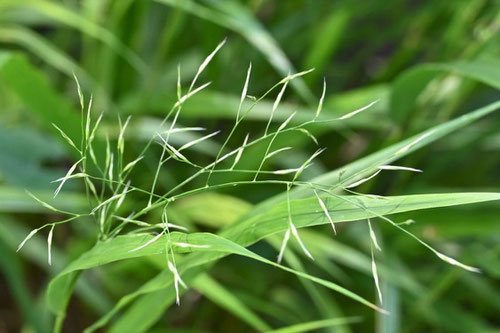 Hakone grass