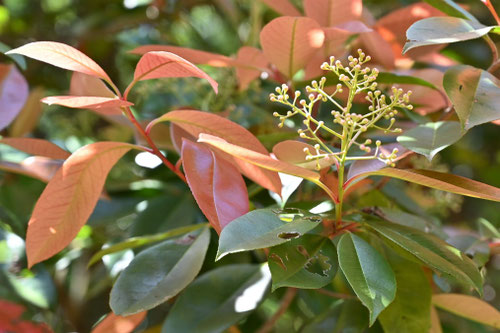 オオカナメモチ,Taiwanese photinia