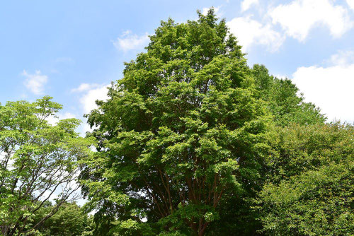 ヒメシャラ,Japanese stuartia,picture