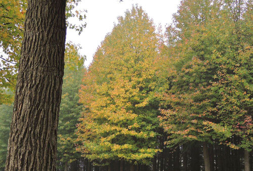 American sweetgum,picture
