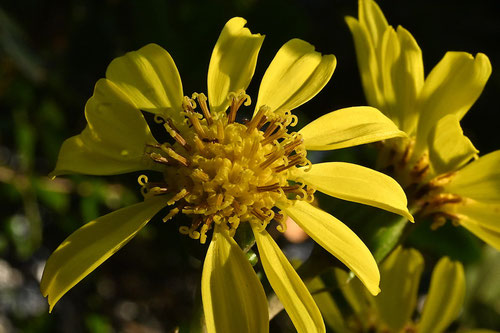 ツワブキ,つわぶき,開花
