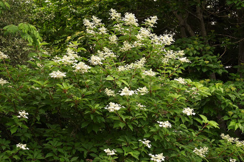 panicled hydrangea