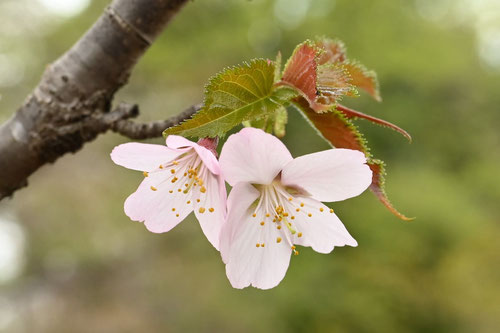千島桜,樹木