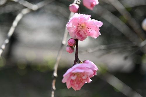 ハナモモ,はなもも,花桃の木,植物