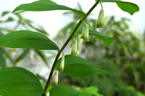あまどころ,野草,アマドコロ