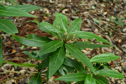 百両,植木,からたちばな