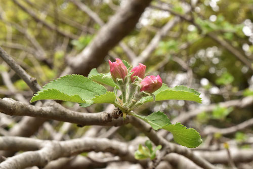 リンゴの花のツボミ,林檎の木