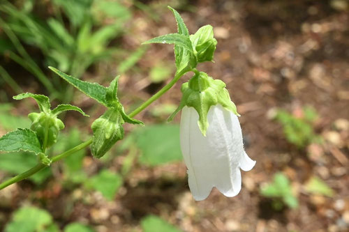 白い花が咲く蛍袋